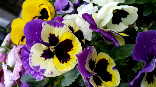1052207 (a): :3264x1836